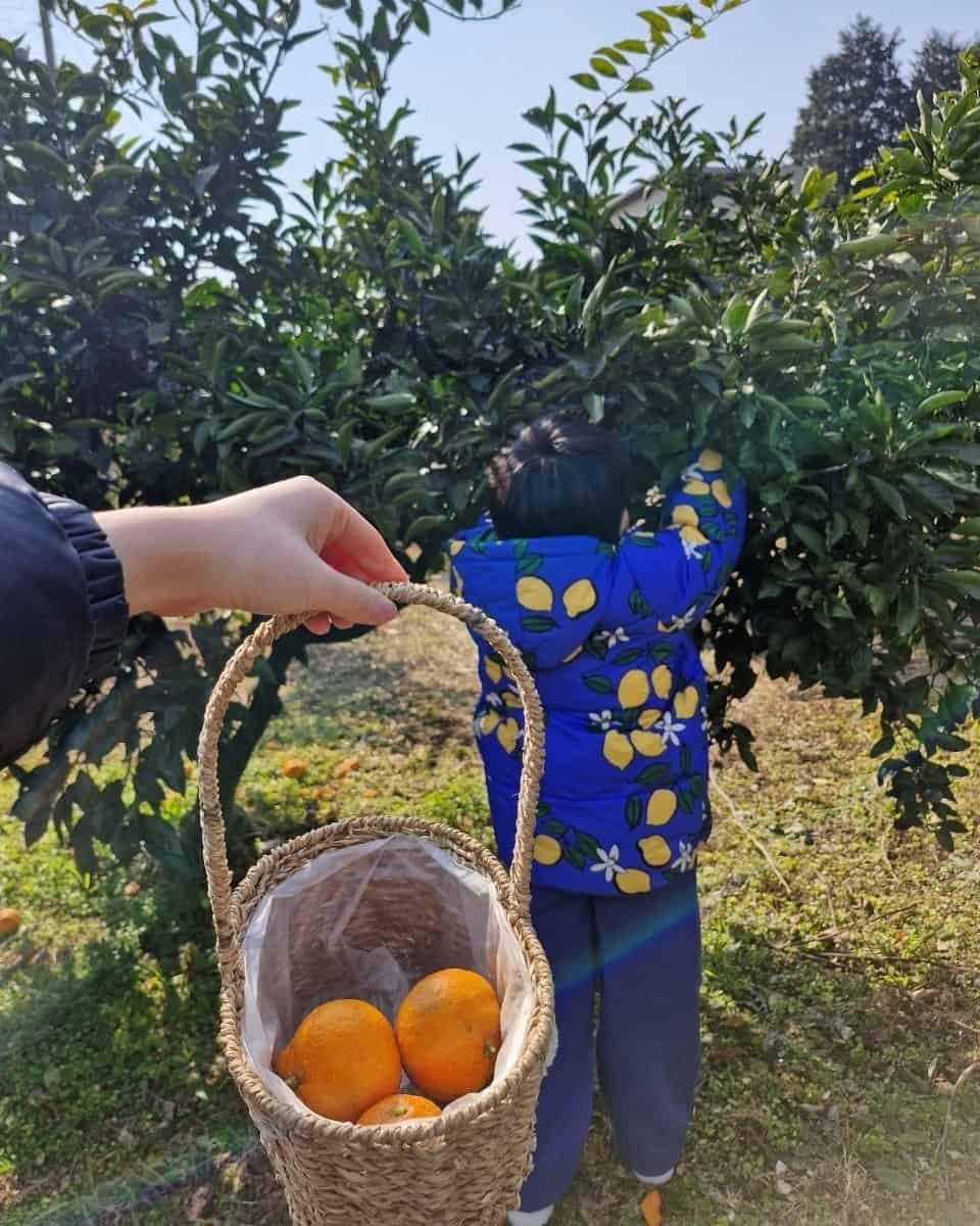 Child picking tangerines while a basket of freshly picked fruit is held in the foreground.