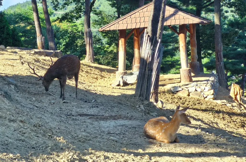 Deer resting and walking in a wooded enclosure at Donguibogam Village in Sancheong, Korea.